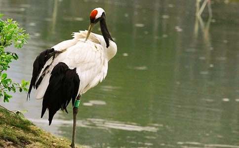 һ�꼶�²ᡶ�����ĵ����ס���ѧ���