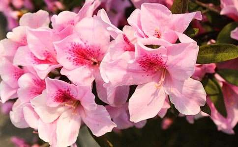 ��д�ž黨�ľ���