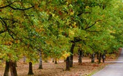 ũ�����羰�ֳ�����������