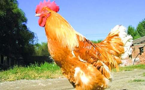 ��д�����ľ��ӳ��ã�15ƪ��