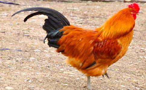 2017�����ֳ�����ͼ���׶�������ʻ�