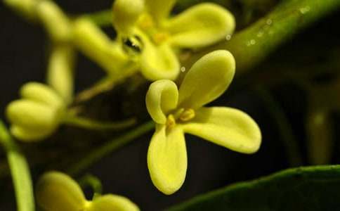 ��д����𻨵����ľ�ѡ