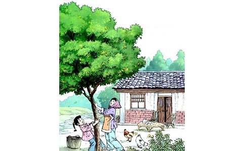 Сѧ�������꼶�ϲ᣺��7.���꡷��ѧ���