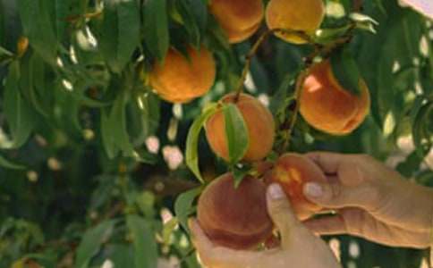 ���꼶�²ᡶ��԰�����ˡ�����