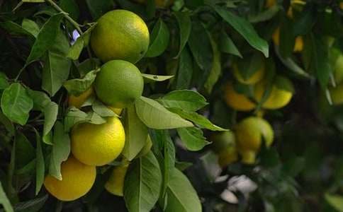 ��԰�����˽�ѧ���15ƪ