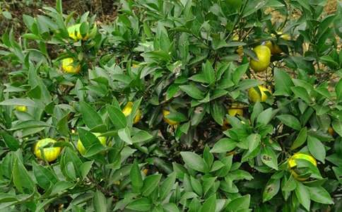 ��԰�����˽�ѧ���