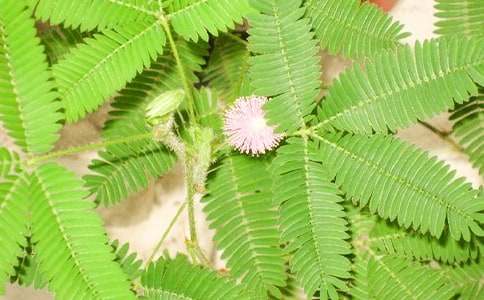 ���߲ݵĹ۲��ռ�600��