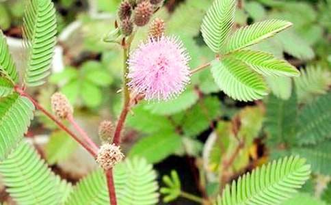 ���߲ݹ۲��ռ�400��