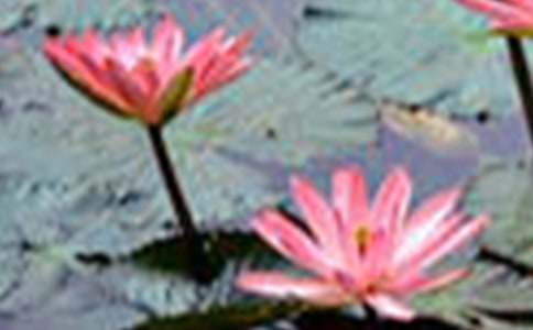 描写荷花的诗句