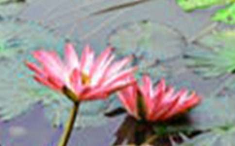 荷花借景喻人句子