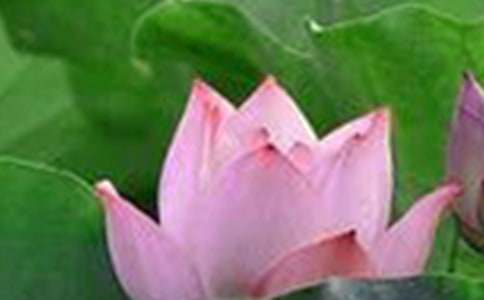 ���ںɻ���ʫ��