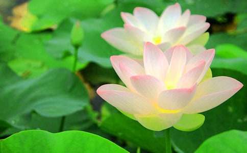 �йء���ϲ���ĺɻ�����������550��