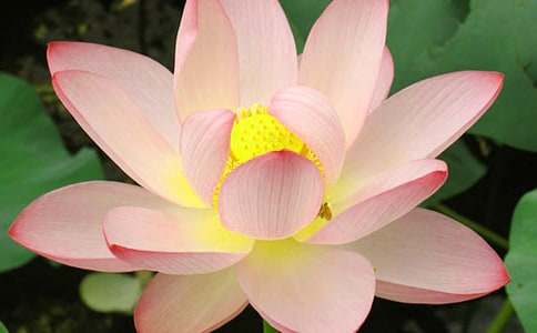 �йغɻ��ֳ���������