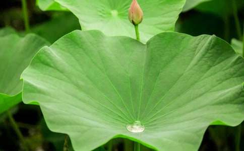 ����ҶԲԲ���ڶ���ʱ�̰�