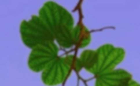 �Ժ�гΪ���������800�ָ���