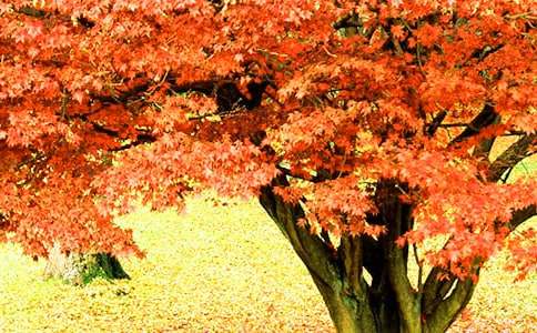 һ�꼶�ϡ���ɽ��Ҷ����ѧ���