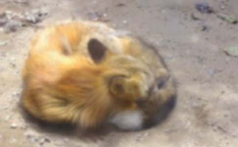 ���������ѻ�����ʿν�ѧ���