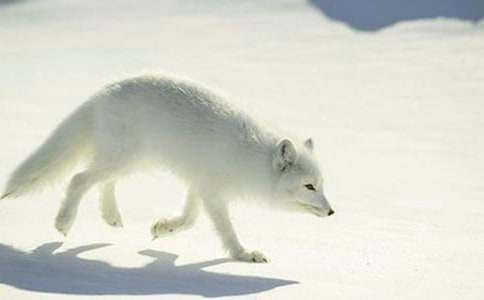 Сѧ���꼶��д���ģ��������ѻ