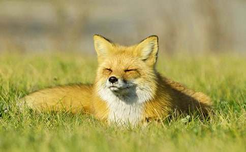 ���꼶�ϲ᣺���������ѻ��ϰ��