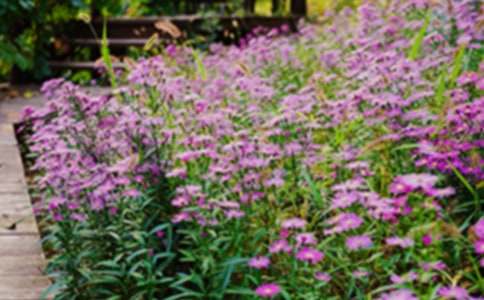 �����˵Ļ�԰���Ķ���ϰ