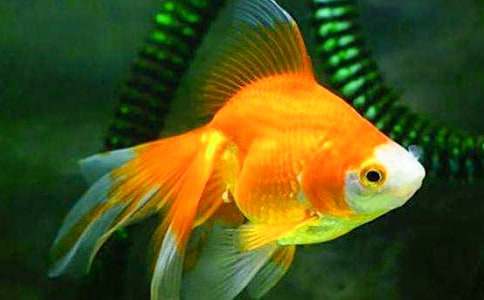 ���ڿɰ�С������꼶����7ƪ