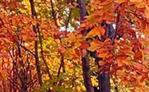 ���꼶��ɫ����