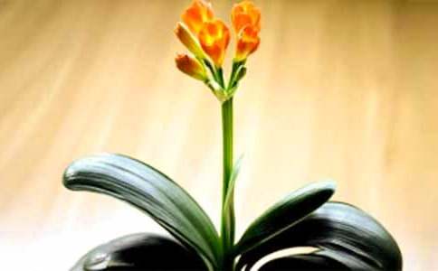 ������_Сѧ�����꼶����