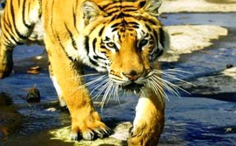 ��Ⱥ��ģ��ɹ�·�ϵ�3ֻ�ϻ�