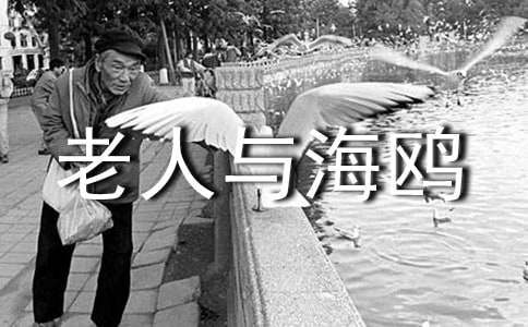 《老人与海鸥》课文鉴赏及文学常识资料