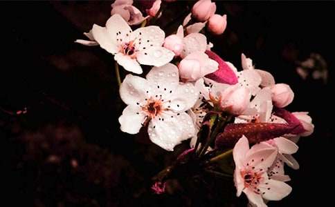 那一朵梨花的理想初一作文