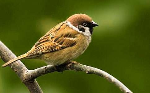 �˽̰����꼶�²ᡶ��ȸ����ѧ���