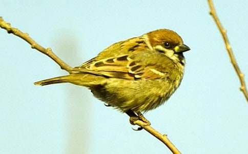 ��־С���£���ȸ������ӥ