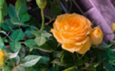 Сѧд��õ�廨���ռ�