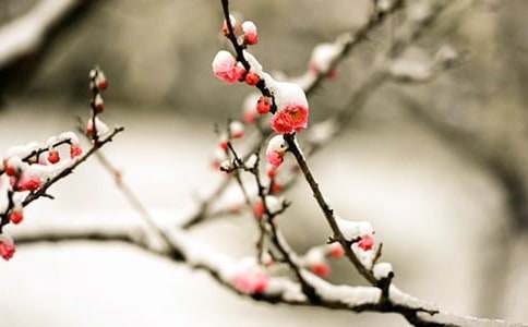 ����÷���Ĺ�ʫ��