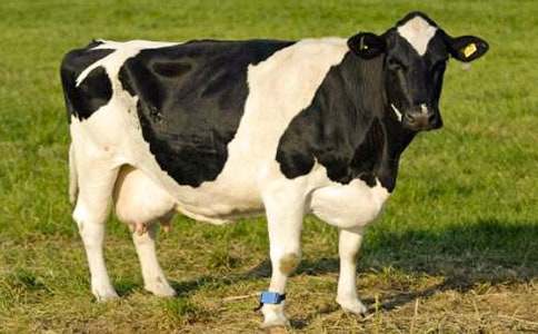 �ս̰����꼶����������ţ���̰�