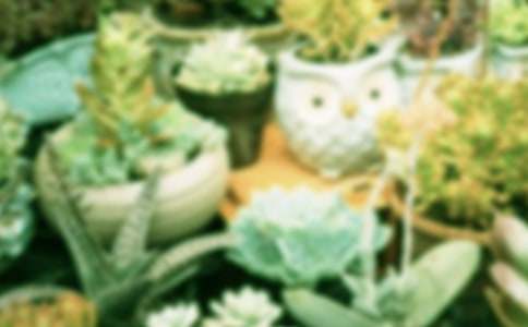 描写盆栽的句子