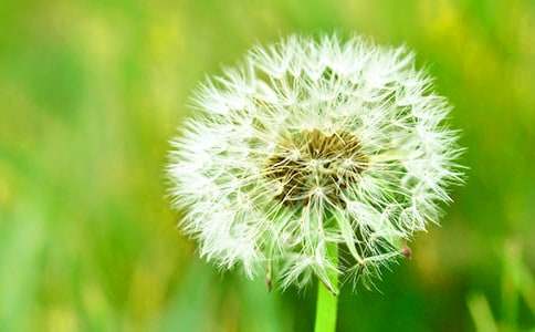 蒲公英的句子