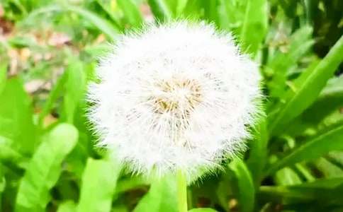 ���꼶�²ᡶ�ѹ�Ӣ��˵һ���ѧ���