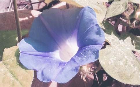 �����������ġ�ǣţ����