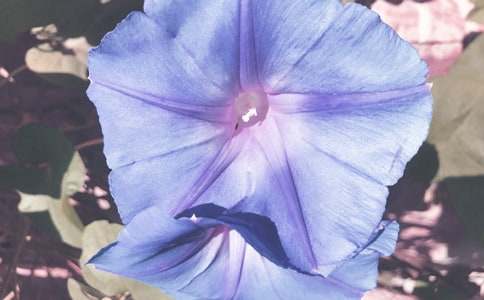 �򵥵��ֳ������ߡ���ǣţ��