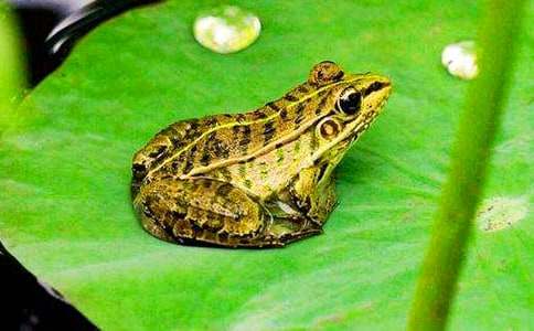 �������꼶���ģ�ͨ��73ƪ��