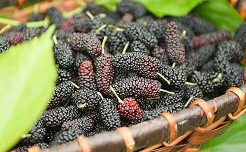 五年级上册《紫桑葚》教学设计