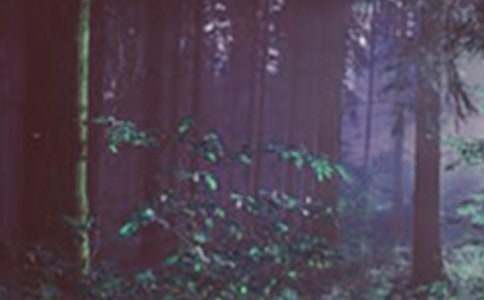 2015��ɭ�ַ����ֳ������ز�