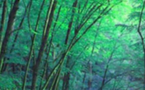 ����ɭ�ֳ�������