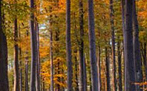 ������ɭ�ֹ�԰���꼶���ģ���ѡ27ƪ��