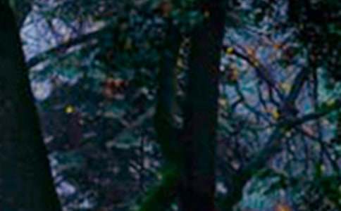 ɭ�ַ����������600�֡�����10ƪ��