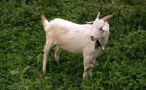 ��ɽ�򲻳����òݡ�����С�����15ƪ��