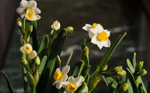 元曲精选之双调·水仙子·咏竹【马谦斋】