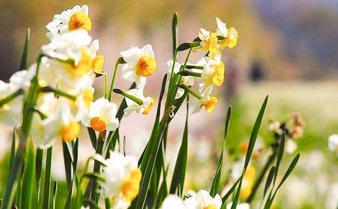 2017ˮ�ɻ���ɢ�����