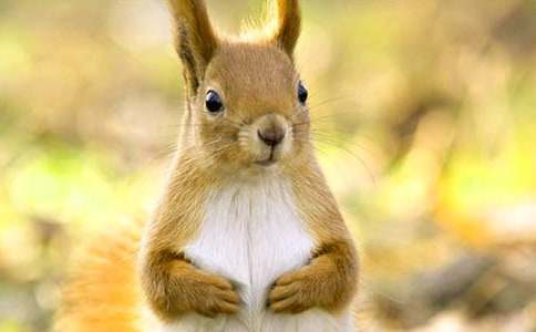 五年级上册《松鼠》评课稿